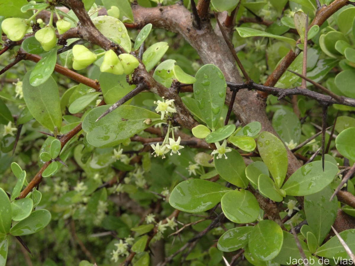 Gymnosporia emarginata (Willd.) Thwaites